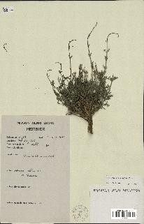 spécimen de Lavandula coronopifolia