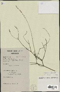 spécimen de Lavandula coronopifolia