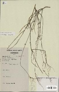 spécimen de Lavandula coronopifolia