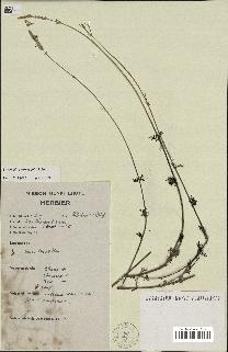 spécimen de Lavandula coronopifolia