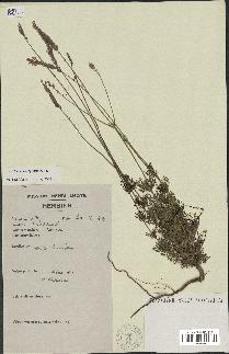 spécimen de Lavandula coronopifolia