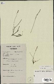 spécimen de Lavandula coronopifolia