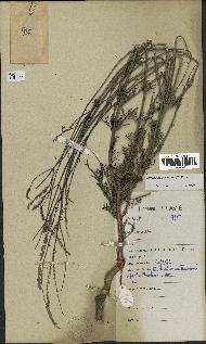 spécimen de Lavandula coronopifolia