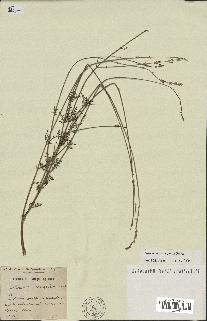 spécimen de Lavandula coronopifolia