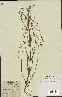 spécimen de Lavandula coronopifolia