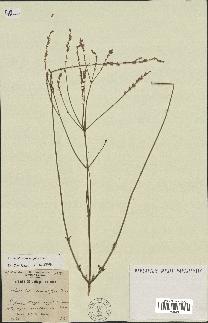 spécimen de Lavandula coronopifolia