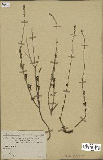 spécimen de Lavandula coronopifolia