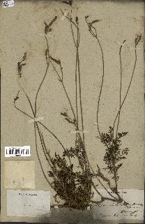 spécimen de Lavandula abrotanoides