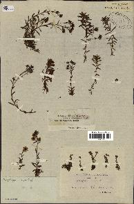 spécimen de Saxifraga aizoides