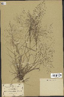 spécimen de Eragrostis pectinacea