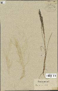 spécimen de Eragrostis pectinacea