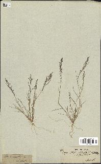 spécimen de Eragrostis pectinacea