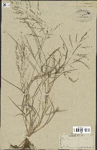 spécimen de Eragrostis pectinacea