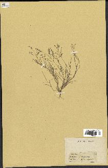 spécimen de Eragrostis pectinacea