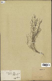 spécimen de Eragrostis pectinacea