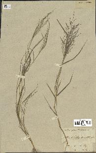 spécimen de Eragrostis pectinacea