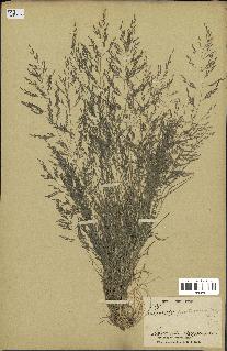 spécimen de Eragrostis pectinacea