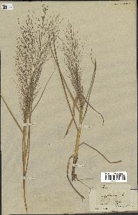 spécimen de Eragrostis pectinacea