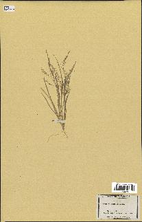 spécimen de Eragrostis pectinacea