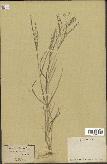 spécimen de Eragrostis pectinacea