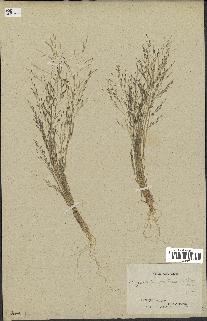 spécimen de Eragrostis pectinacea