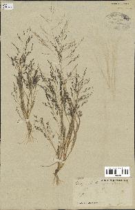 spécimen de Eragrostis pectinacea