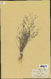 spécimen de Eragrostis pectinacea