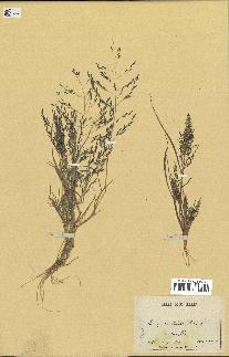 spécimen de Eragrostis pectinacea