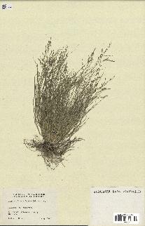 spécimen de Eragrostis pectinacea