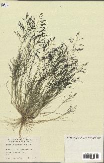 spécimen de Eragrostis pectinacea