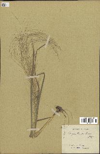 spécimen de Eragrostis pectinacea