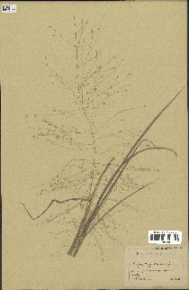 spécimen de Eragrostis pectinacea