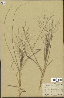 spécimen de Eragrostis pectinacea