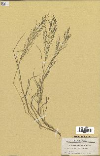 spécimen de Eragrostis pectinacea