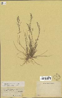 spécimen de Eragrostis pectinacea