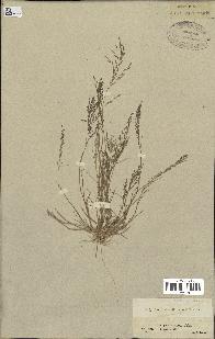 spécimen de Eragrostis pectinacea