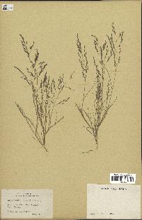 spécimen de Eragrostis pectinacea