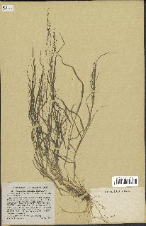 spécimen de Eragrostis pectinacea