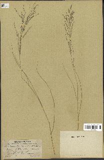 spécimen de Eragrostis pectinacea