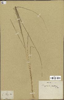 spécimen de Eragrostis pectinacea