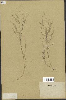 spécimen de Eragrostis pectinacea