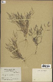 spécimen de Eragrostis pectinacea