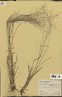 spécimen de Eragrostis purpurascens