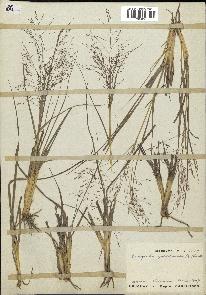 spécimen de Eragrostis purpurascens