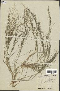 spécimen de Eragrostis pilosa