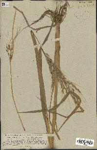 spécimen de Oryza sativa