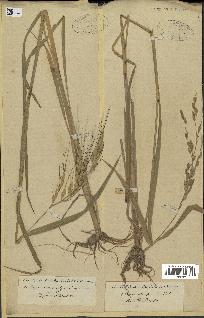 spécimen de Oryza sativa