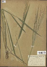 spécimen de Oryza sativa