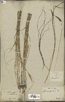 spécimen de Lygeum spartum