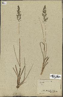 spécimen de Eragrostis perennis